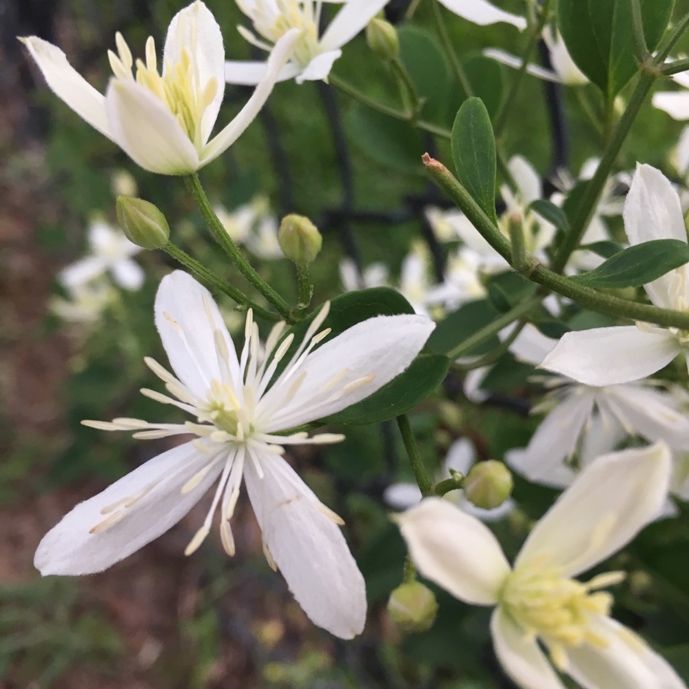 Meet your Posher, Annamaria